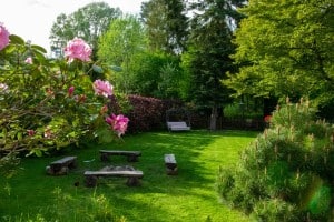 Green backyard with pink flowers