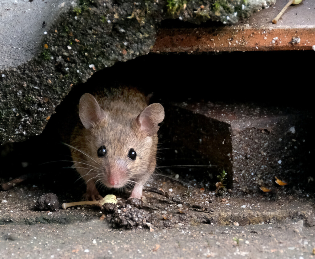 A mouse hides under a part of a house.