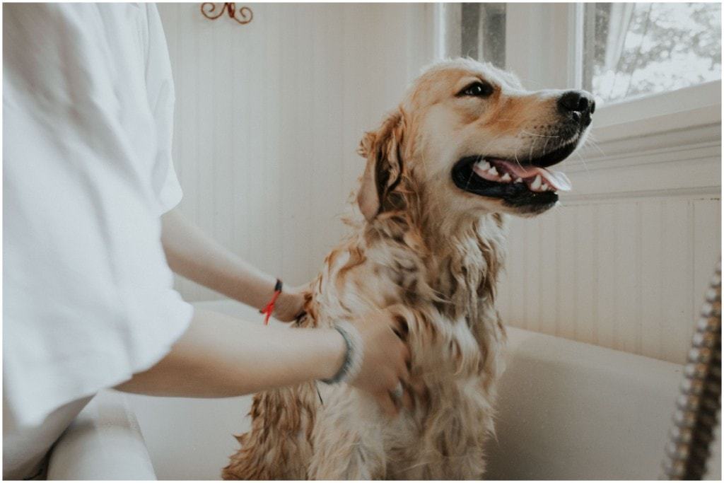 labrador retriever in the shower