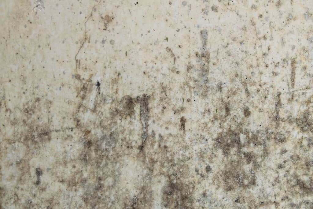 black mold on wall