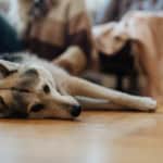 Dog laying on a floor in a room