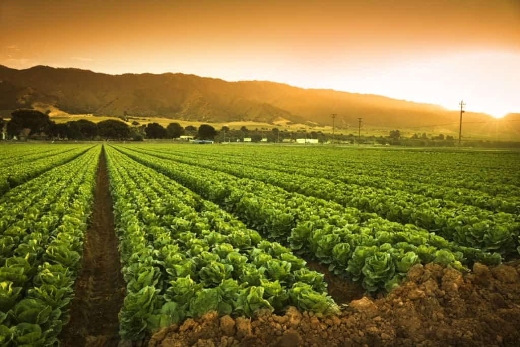 farmland in salinas california at sunrise