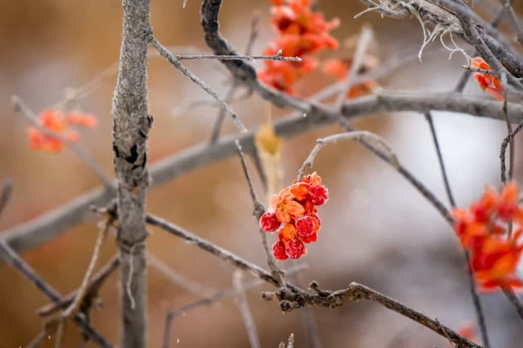 frosted trees with red flowers in plymouth minnesota