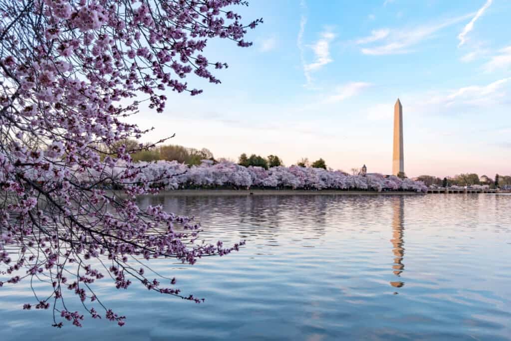 During National Cherry Blossom Festival, Washington Monument in Washington DC,USA