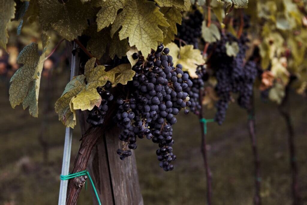 grapes hanging from a vine