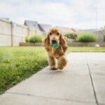 A front-view shot of a cute fluffy cocker spaniel dog playing in the garden, he is walking across the grass and holding a small ball in his mouth.