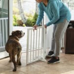 A young Asian woman in her 20s letting her dog out into the back yard. She is standing inside by an open door, moving a baby gate. She and her English bulldog are looking at each other as he walks toward the door.