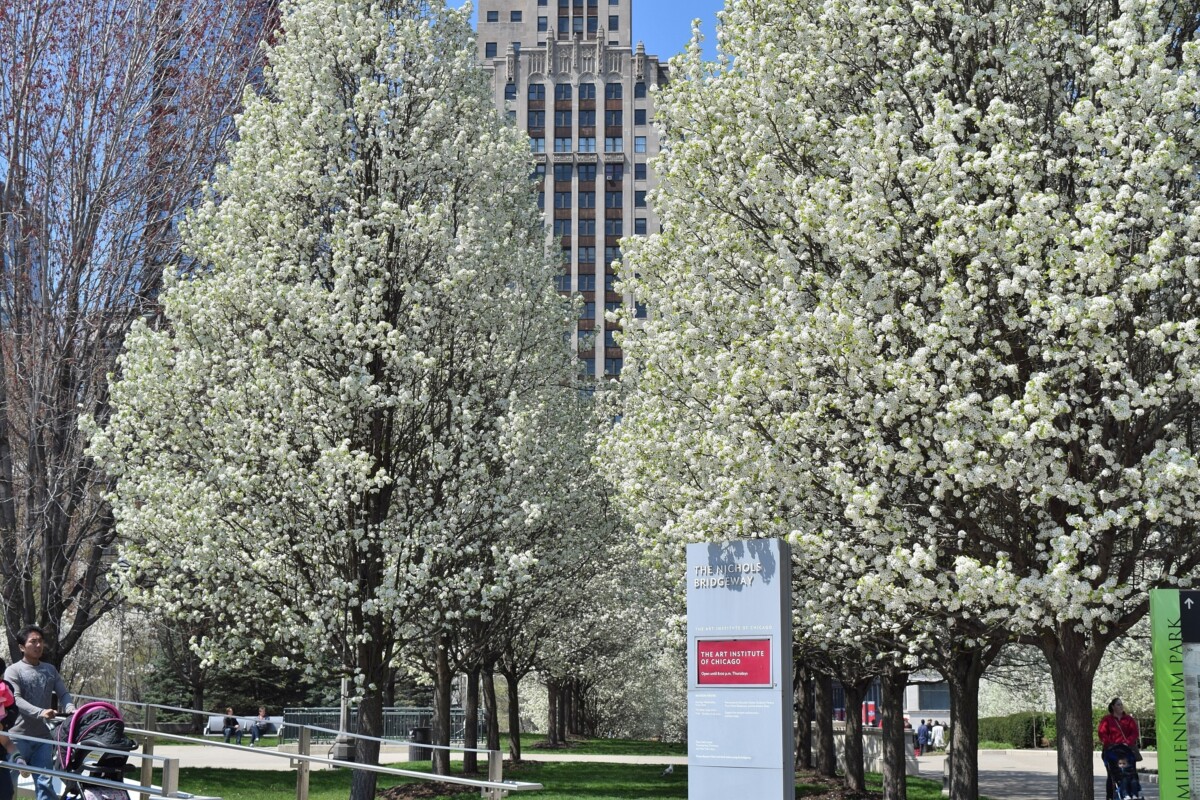 Chicago,,Illinois,-,April,23,,2016:,Near,North,Side,Dogwood