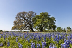 texas-landscape
