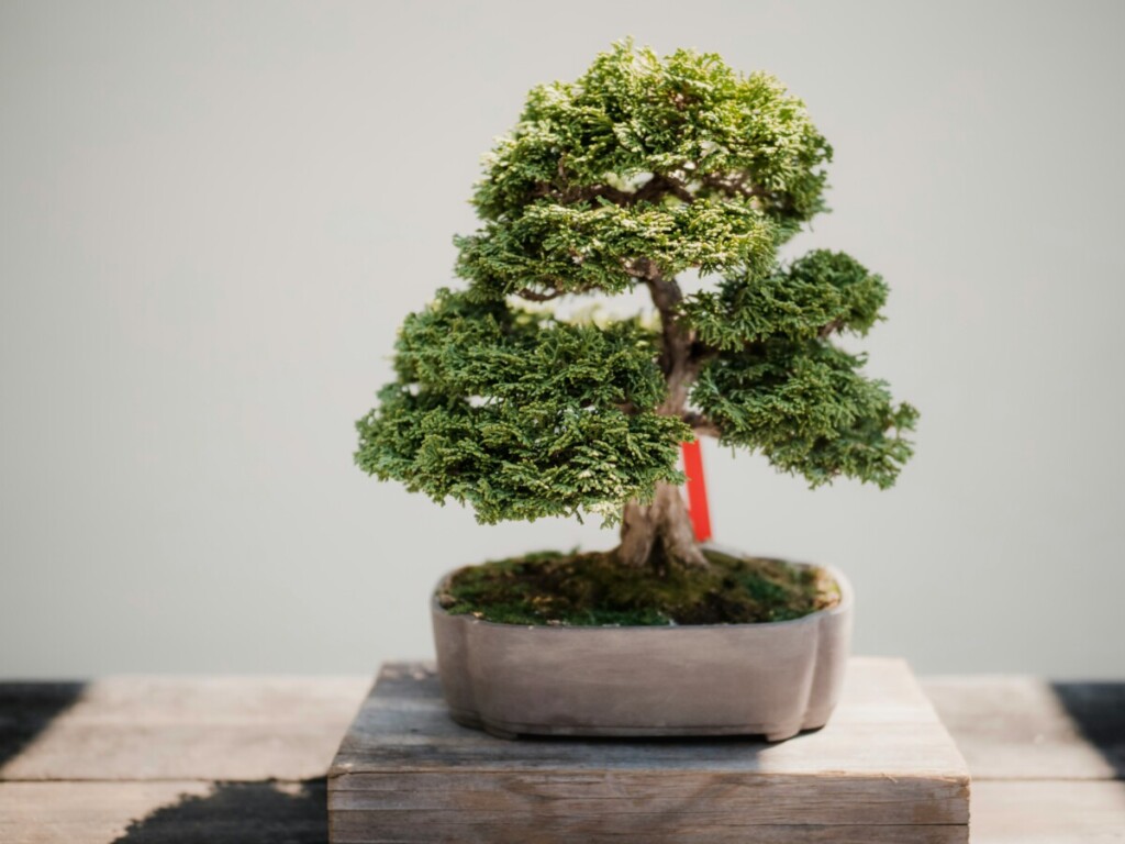 A bonsai tree