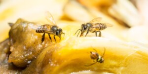 Sanitation: the ultimate weapon against fruit flies