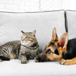 dog and cat laying on the couch together