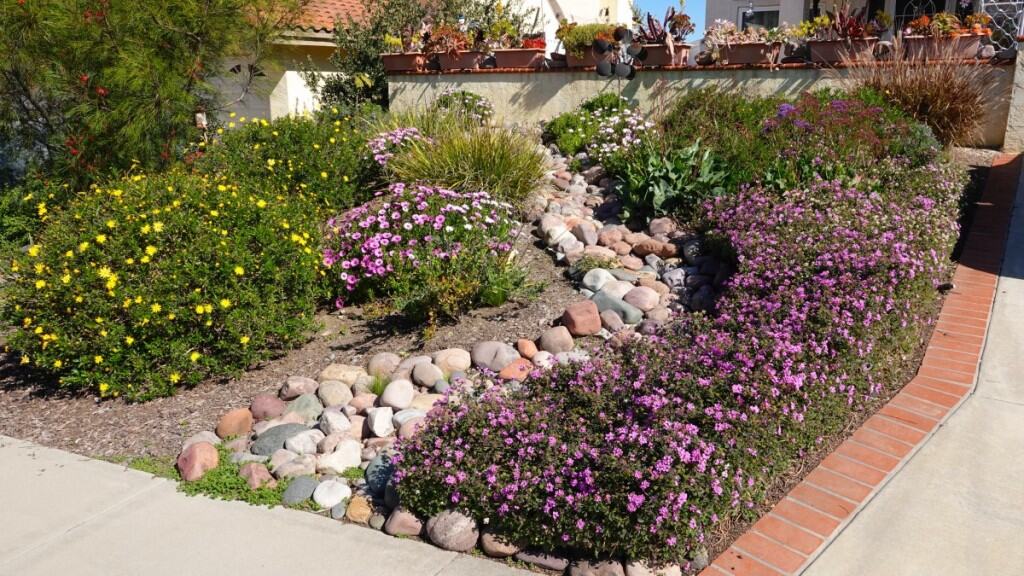 Pretty and colorful drought tolerant landscaping in Southern California