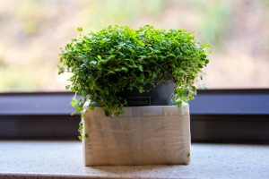small garden ideas