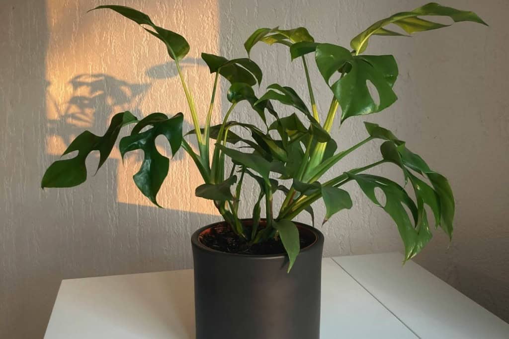 monstera tropical house plant