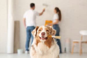 a cute dog holding a brush in its mouth sits in front of a smiling couple painting a wall together
